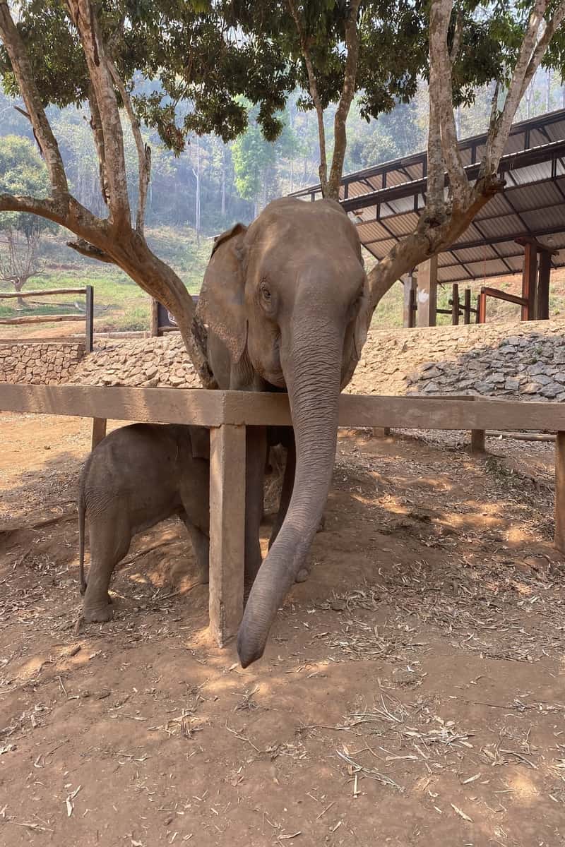 Elephant in a sanctuary with a wooden fence.