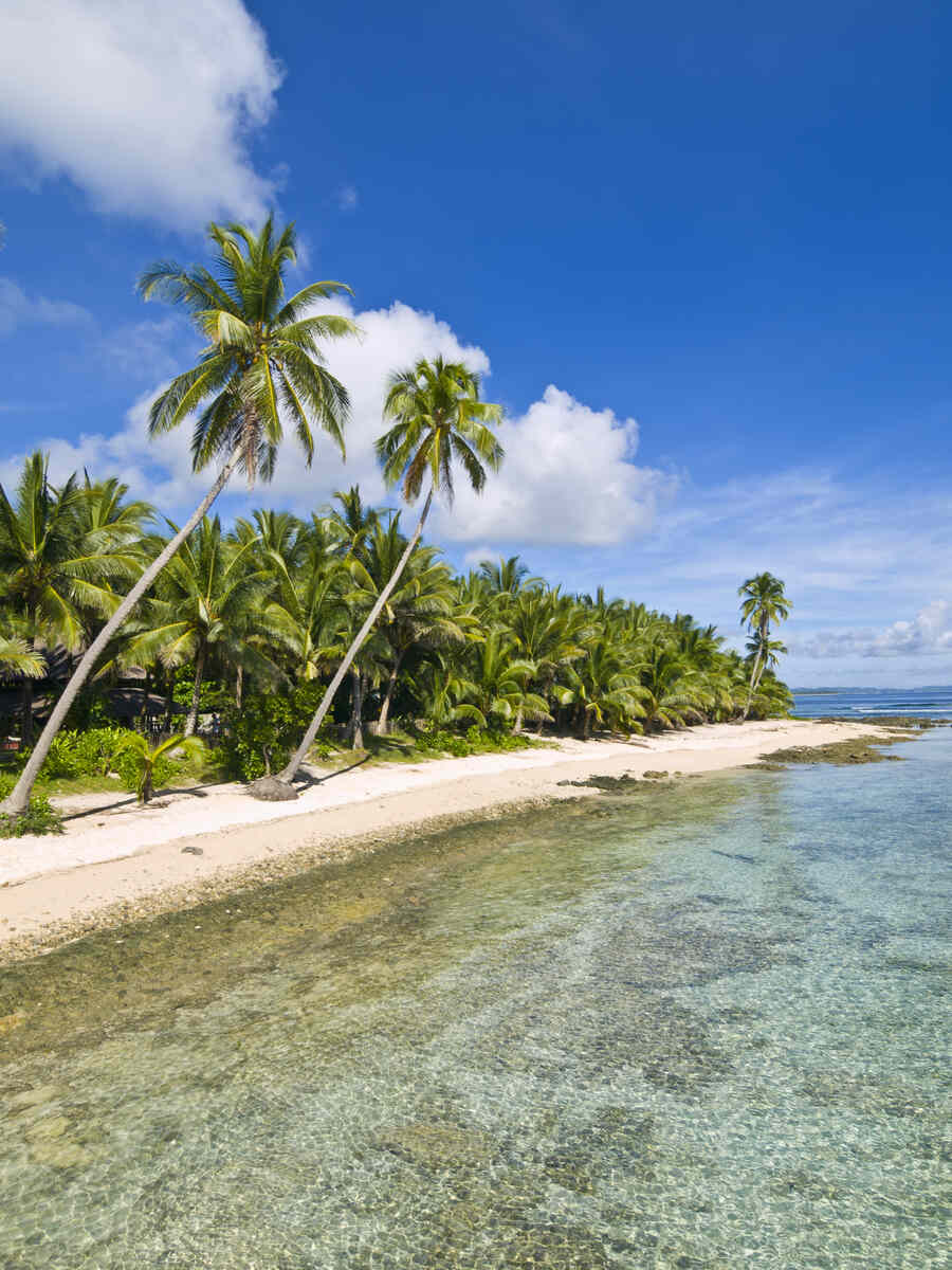 Palm trees on a tropical beach.