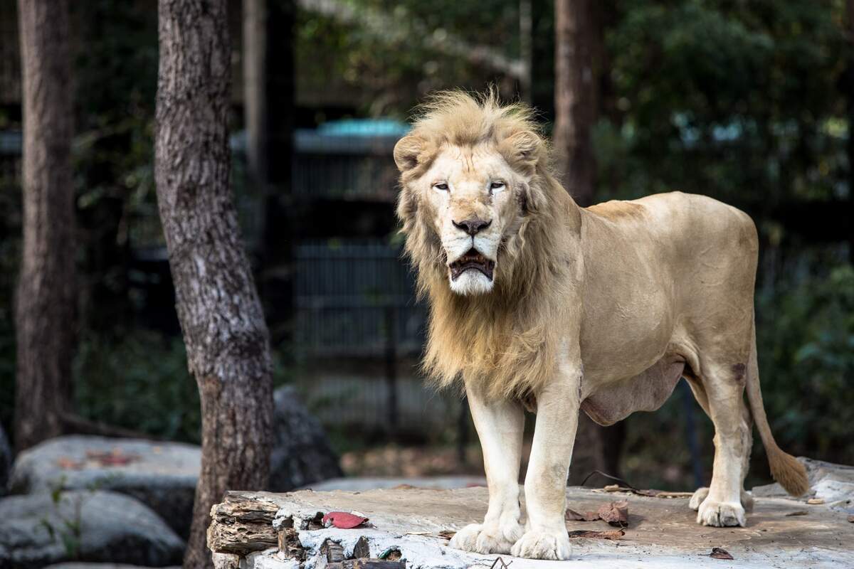 Lion at the Chiang Mai Night Safari