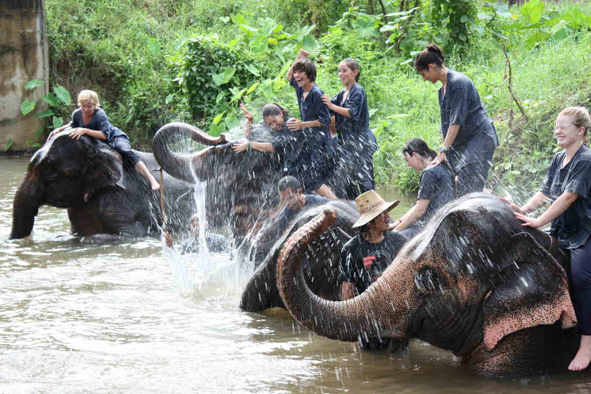 Elephant Bathing in Krabi