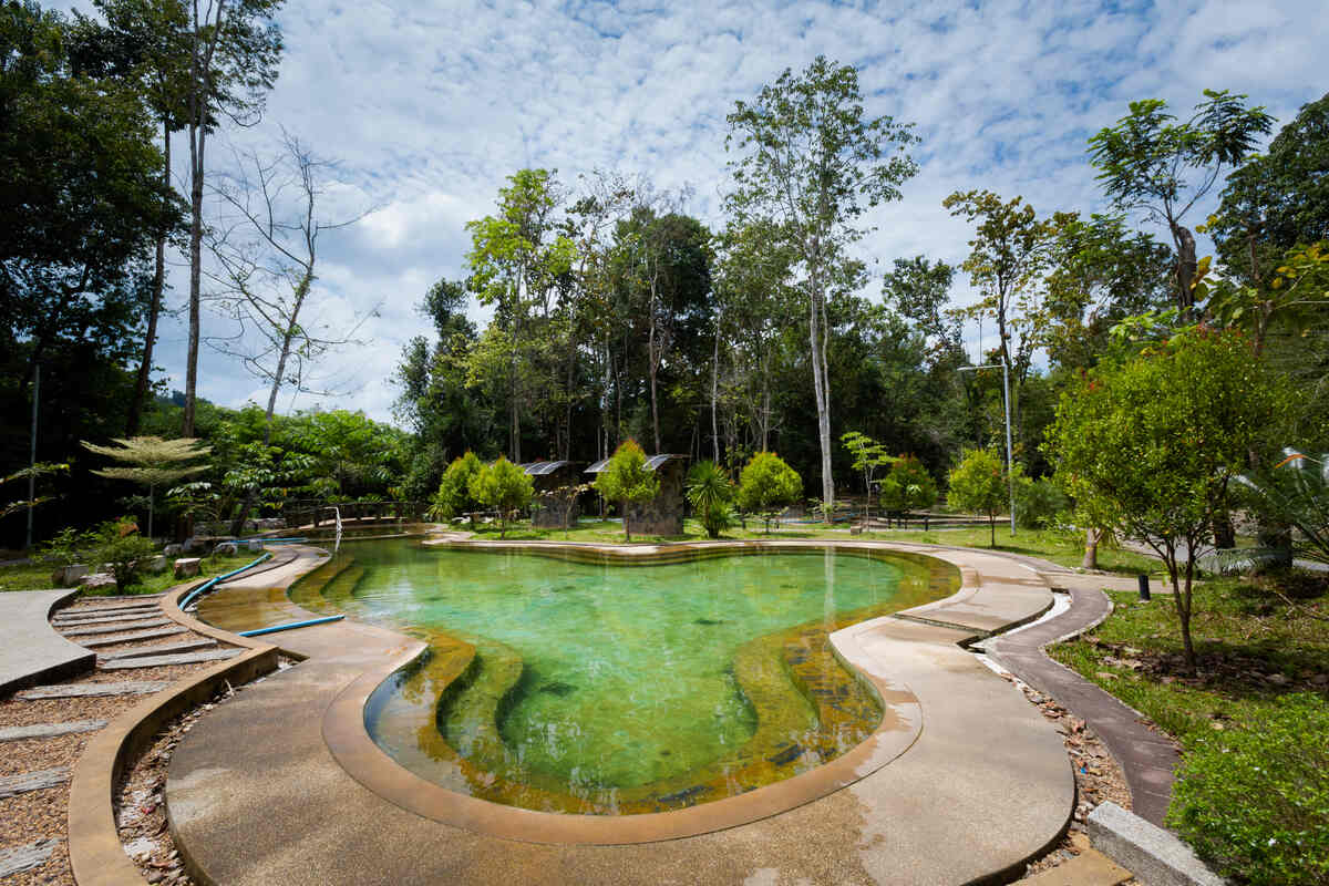 Hot spring in a forest with steam rising.