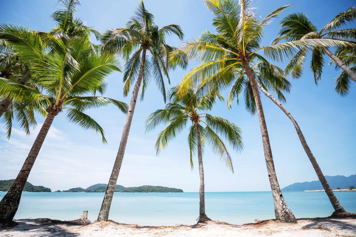 Tropical beach with palm trees and clear skies.