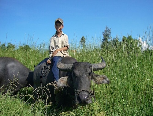 Afternoon Countryside Bike Tour in Hoi An