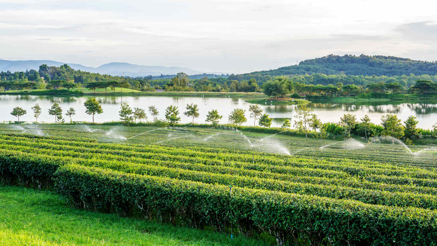 Tea plantations at Singha Park