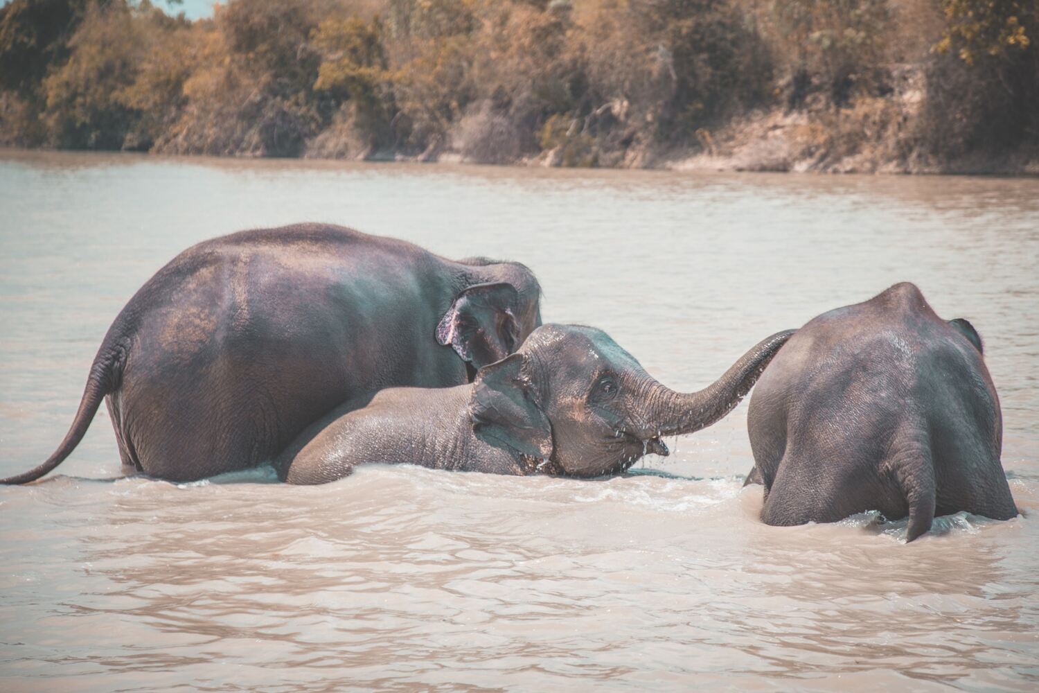 Elephants Bathing in Krabi at the aonang elephant sanctuary