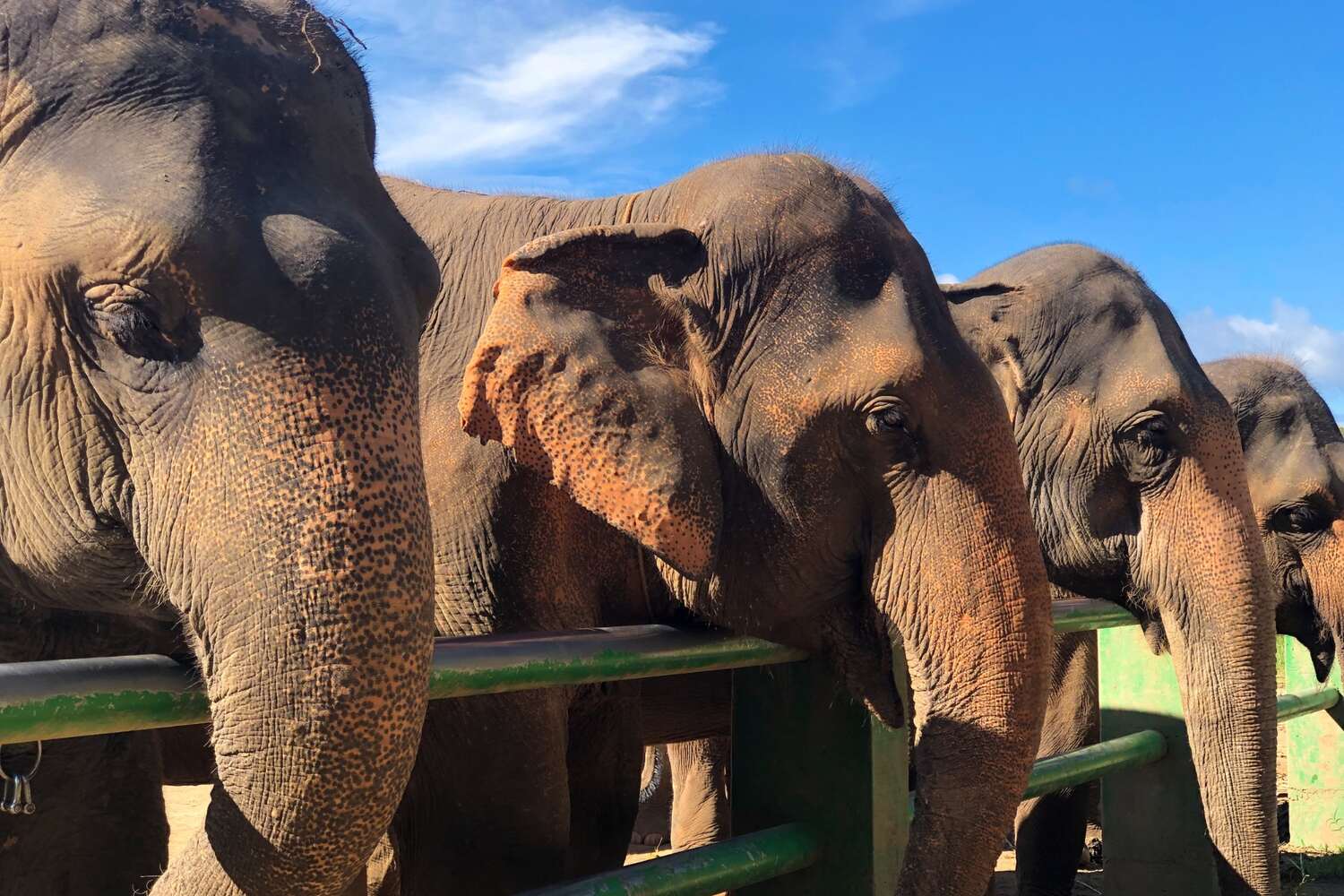 Elephants in Krabi on a sunny day