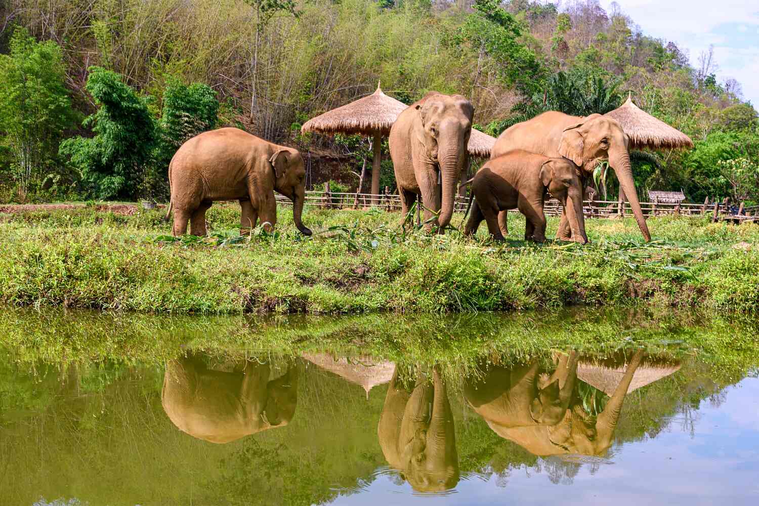 Elephants sanctuary in Krabi Thailand