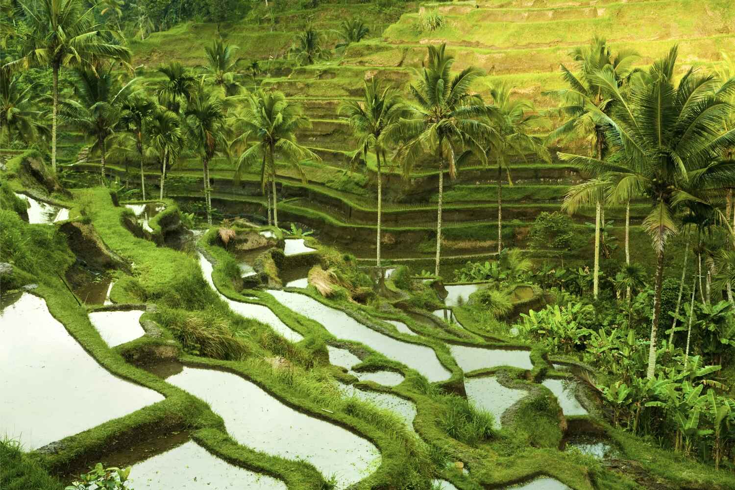 Rice fields of Bali in southeast Asia