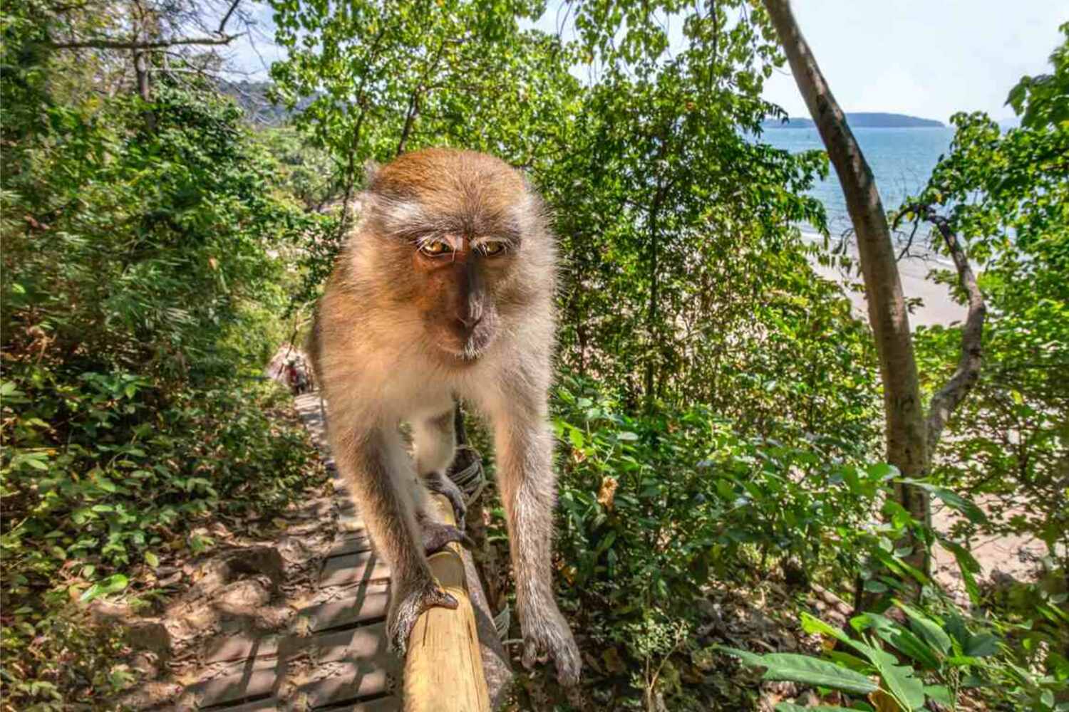 Close-up of a macaque monkey in nature in southern Thailand Krabi