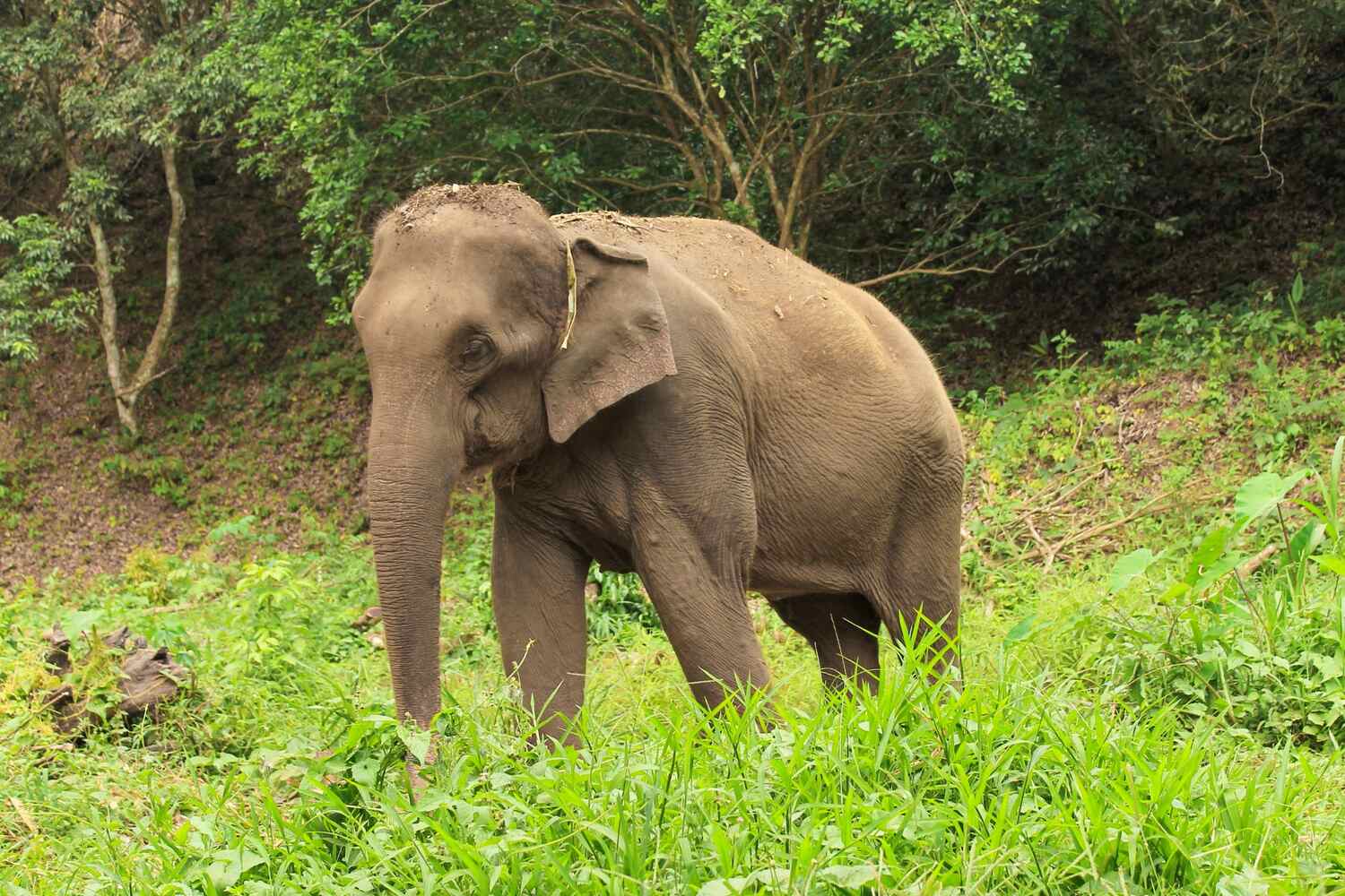 Elephant roaming in the jungle in Krabi Thailand